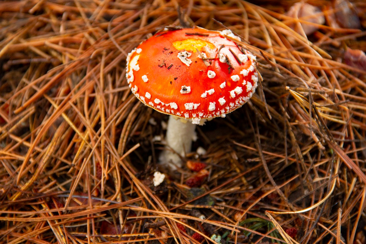 A red mushroom