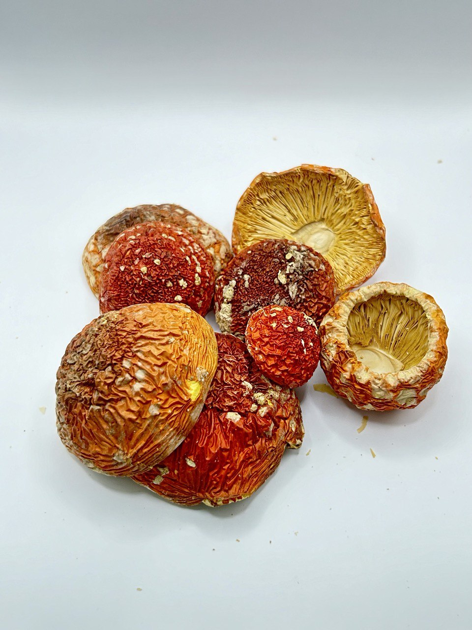 A group of dried mushrooms